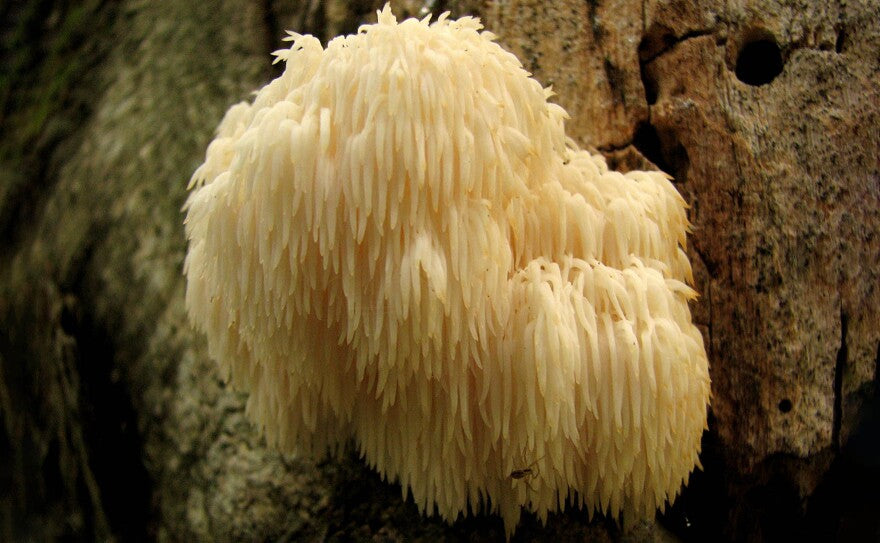 Orange County | Lions Mane | Pure Focus Extract